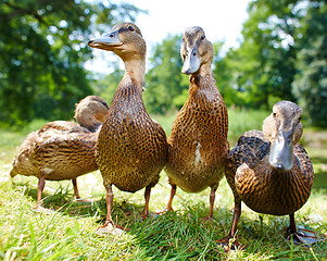 Image showing Very cute and charming ducklings