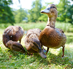 Image showing Very cute and charming ducklings