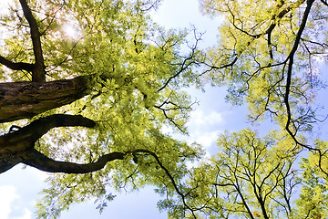 Image showing Forest canopy