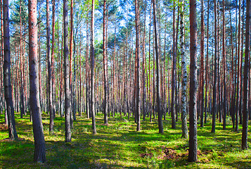 Image showing Beech forest