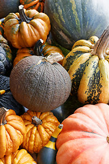 Image showing Pumpkins