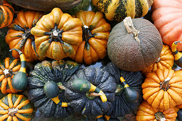 Image showing Pumpkins