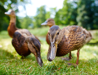 Image showing Very cute and charming ducklings