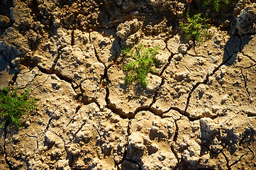 Image showing Crackled soil