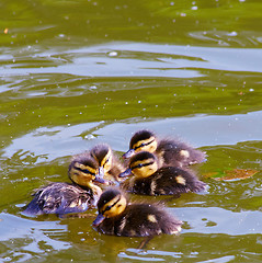 Image showing Cute ducklings