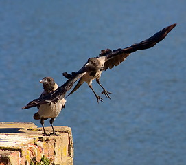 Image showing Flying crow