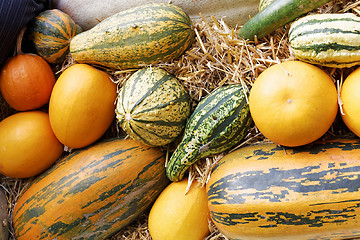 Image showing Pumpkins