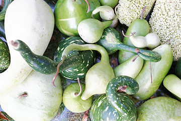 Image showing Pumpkins