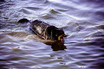 Image showing Dog by  the river