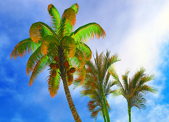 Image showing Coconut trees