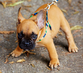 Image showing French bulldog puppy