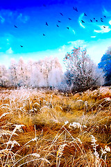 Image showing Wintery landscape