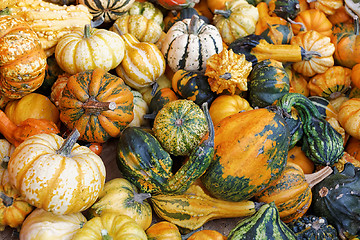 Image showing Pumpkins