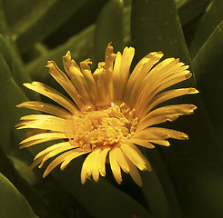 Image showing Yellow cactus flower