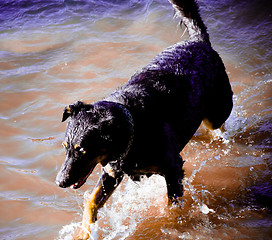 Image showing Dog by  the river