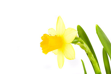 Image showing yellow daffodil