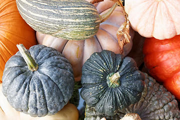 Image showing Pumpkins