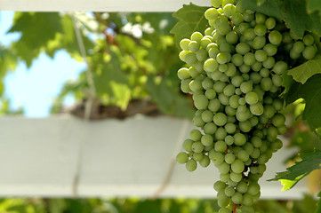 Image showing grapes in focus on vine