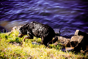 Image showing Dog by  the river