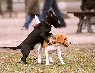 Image showing Two dogs