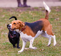 Image showing Two dogs