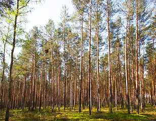 Image showing Beech forest