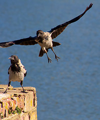 Image showing Flying crow