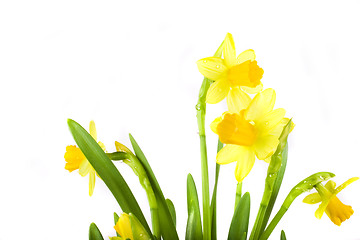 Image showing yellow daffodil