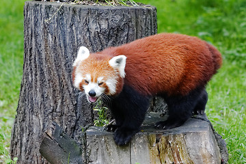 Image showing Red panda