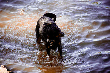 Image showing Dog by  the river