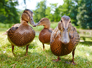 Image showing Very cute and charming ducklings