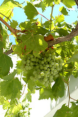 Image showing grapes on the vine