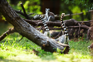 Image showing Cute lemur kata