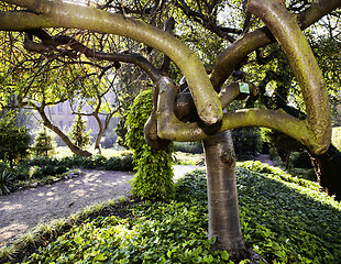 Image showing Japanese garden