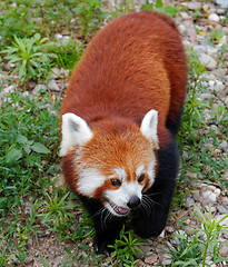 Image showing Red panda