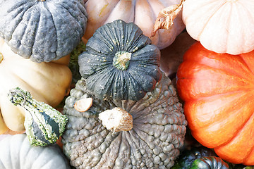 Image showing Pumpkins