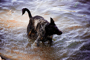 Image showing Dog by  the river