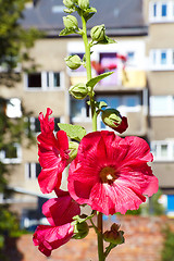 Image showing Urban flower on city street