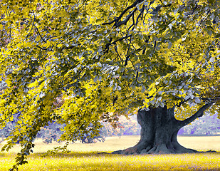 Image showing Huge oak tree in the park