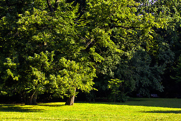 Image showing Park in spring time