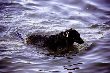 Image showing Dog by  the river