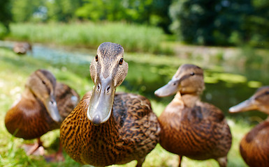 Image showing Very cute and charming ducklings