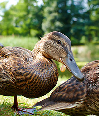 Image showing Very cute and charming ducklings