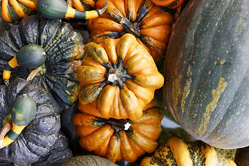 Image showing Pumpkins