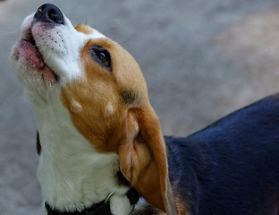 Image showing Cute beagle dog