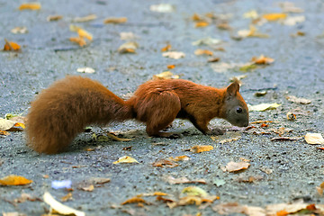 Image showing Squirrel in the park