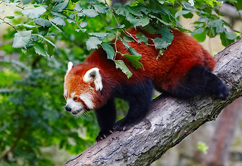 Image showing Red panda