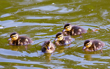 Image showing Cute ducklings