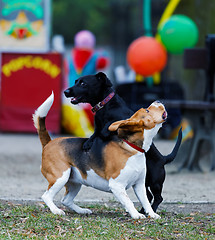 Image showing Two dogs