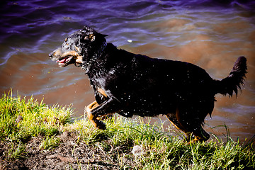 Image showing Dog by  the river